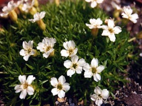 Silene acaulis 'alba'